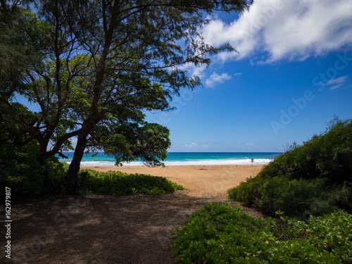 Turquoise Sea and Beach Filtered through Trees  Kealia Beach  Kapaa  Kauai  Hawaii  USA