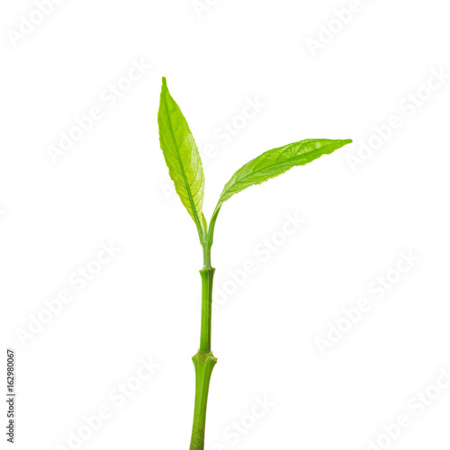 Young Plant Growing isolated on white background. This has clipping path. © yotrakbutda