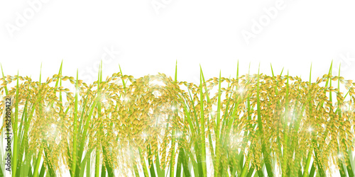 稲　秋　風景　背景