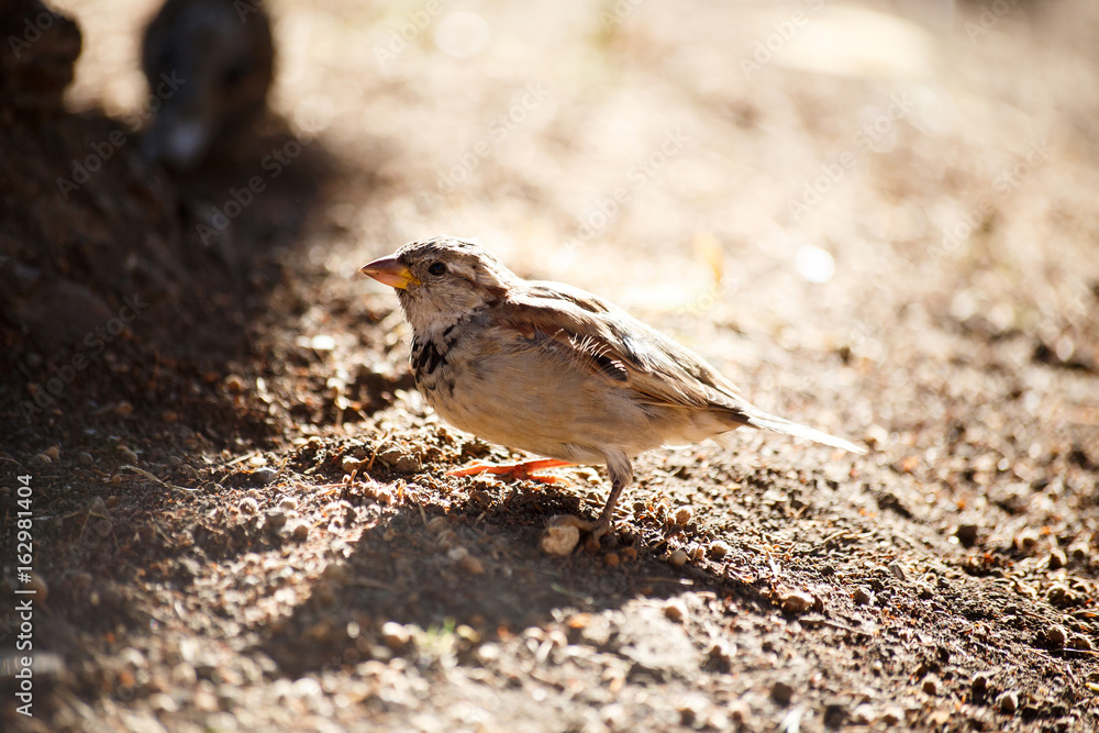 Obraz premium Sparrow sand bathing