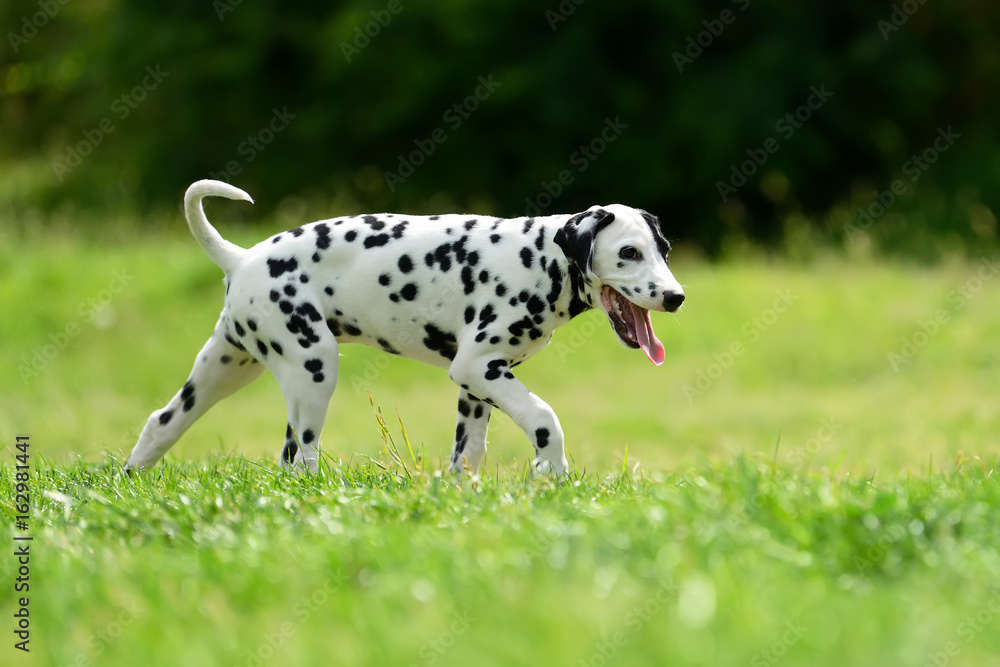 Dalmatian dog outdoors in summer Dalmatian dog outdoors in summer