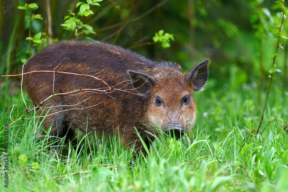 Wild boar in forest Wild boar in forest