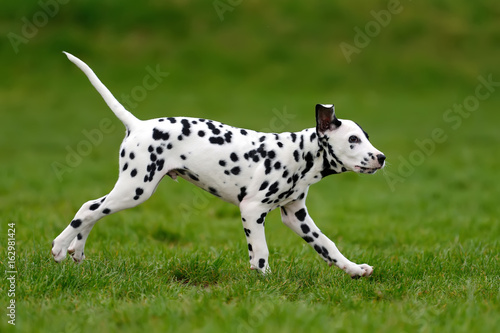 Dalmatian dog outdoors in summer