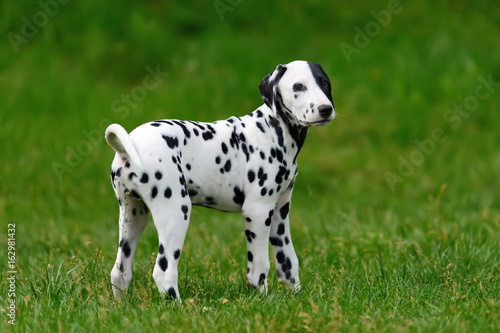 Dalmatian dog outdoors in summer