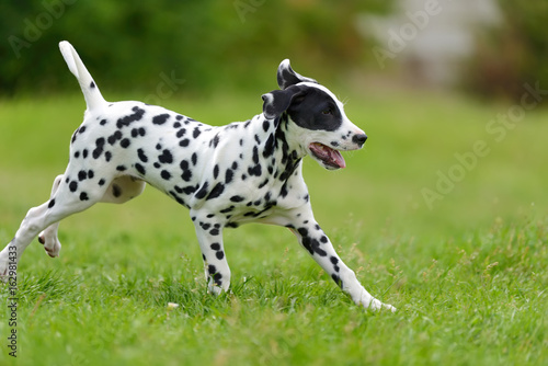 Dalmatian dog outdoors in summer