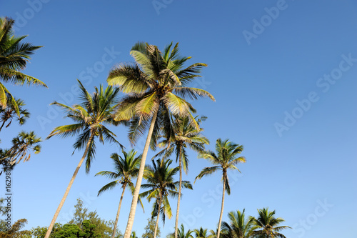 Beautiful palm trees