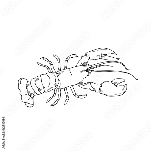 Sea lobster hand drawn sketch  illustrations of engraved line