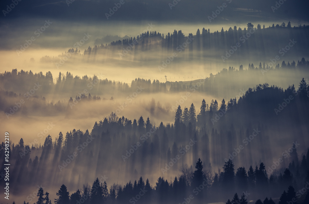 Misty forest landscape, panorama of Carpathian mountains in Poland