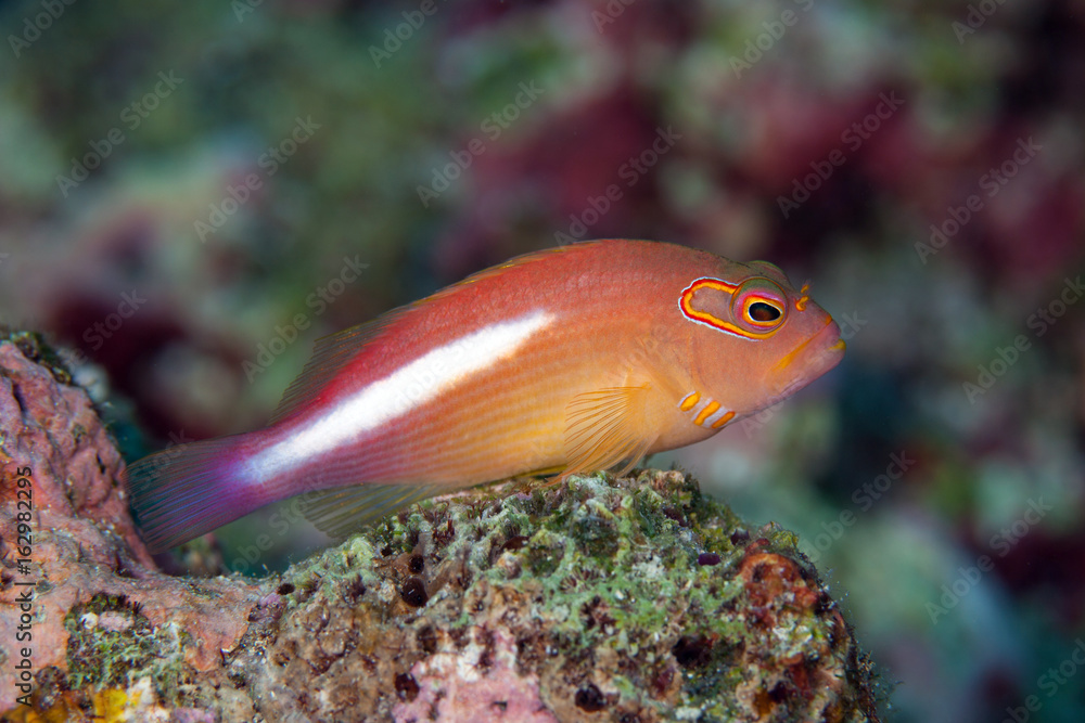 Obraz premium Arc-eye hawkfish (Paracirrhites arcatus) found in shallow waters in the tropical IndoPacific on reefs, resting on coral heads much of the time.Layang Layang,Malaysia
