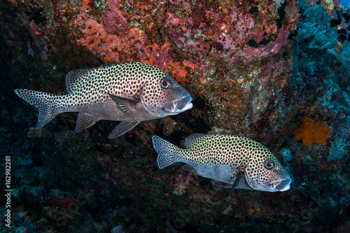 Harlequin sweetlips(Plectorhinchus chaetodonoides) behihind rock background Layang Layang island, Sabah Malaysia, Southeast Asia