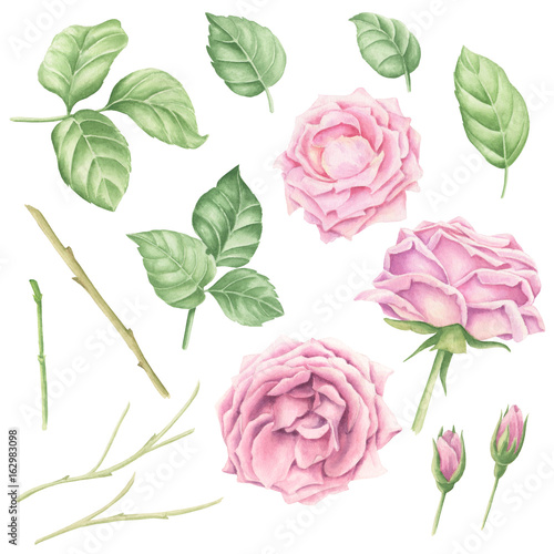 Hand-drawn watercolor pastel pink rose blossoms set with green leaves and branches  floral botanical illustration isolated on white background.