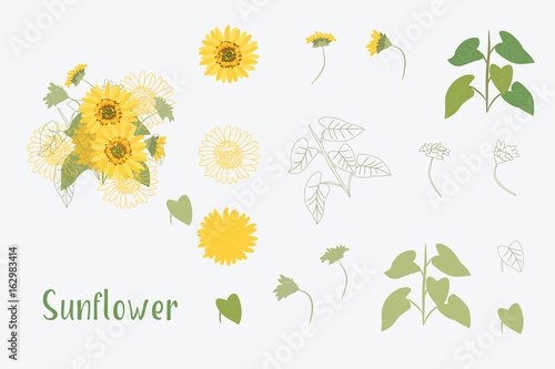 Vector Illustration Yellow Sunflowers