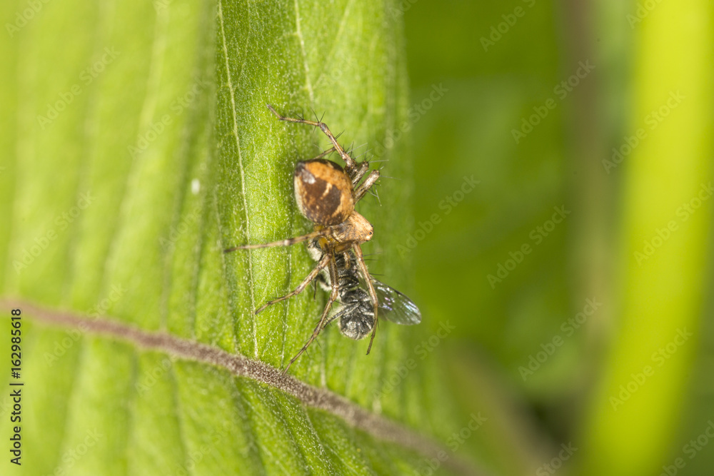Lynx spider eating a fly at Belding Preserve in Connecticut. Lynx spider eating a fly at Belding Preserve in Connecticut.
