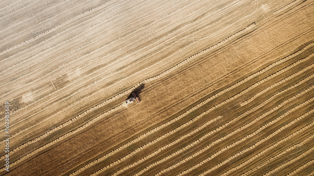 Harvester machine working in field . Combine harvester agriculture machine harvesting golden ripe wheat field. Agriculture. Aerial view. From above.