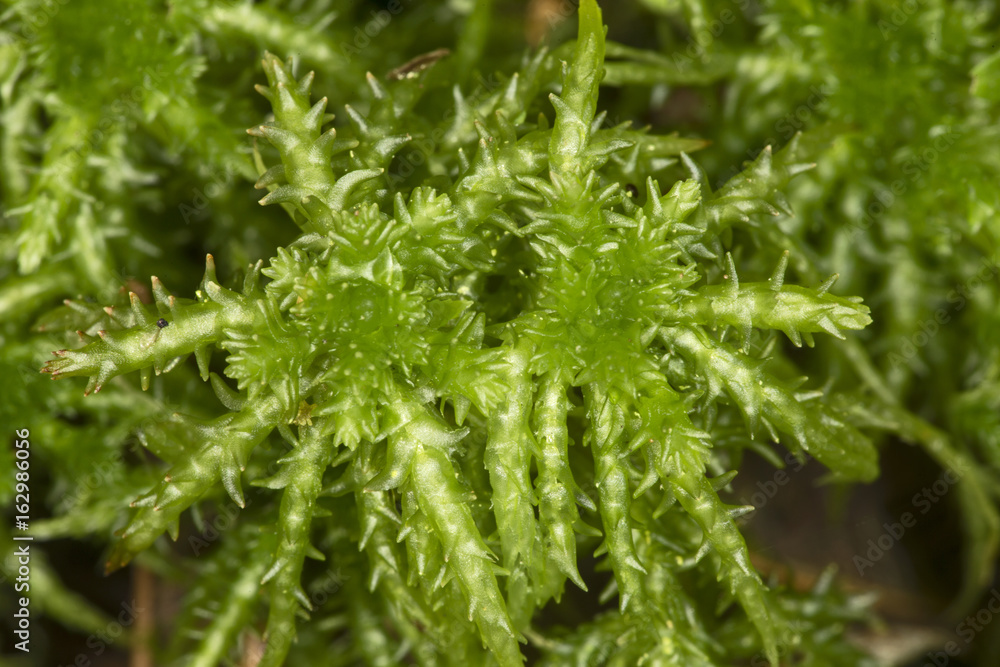 Peat moss gametophytes on moist soil at Belding Preserve, Connecticut. Peat moss gametophytes on moist soil at Belding Preserve, Connecticut.