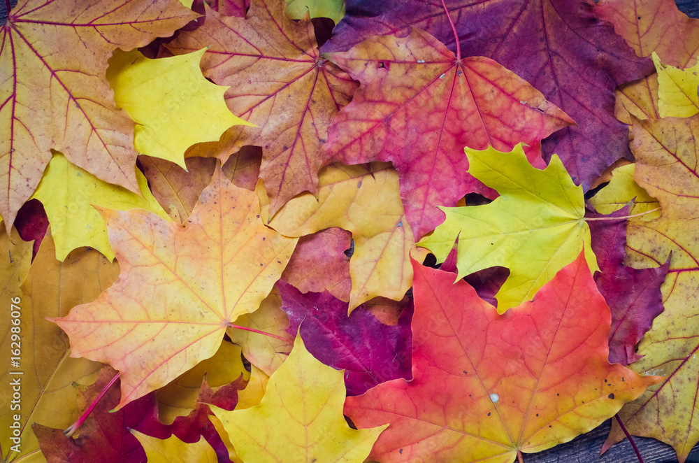 Autumn background with fall leaves