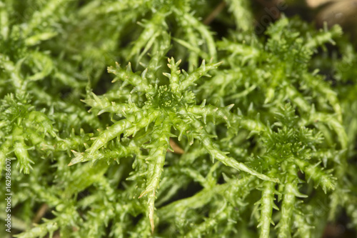 Peat moss gametophytes on moist soil at Belding Preserve  Connecticut.