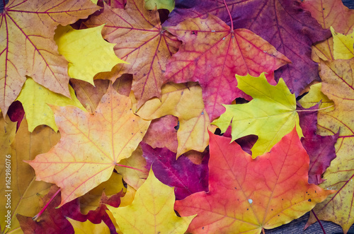 Autumn background with fall leaves