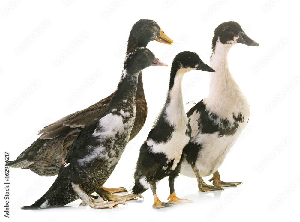 Fototapeta premium group of ducks