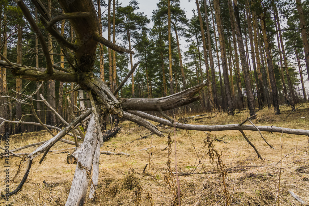 Broken Tree Branches