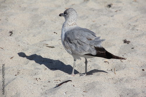 Ring-Billed Gull (Larus delawarensis) at the beach / South Beach, Miami, Florida, USA