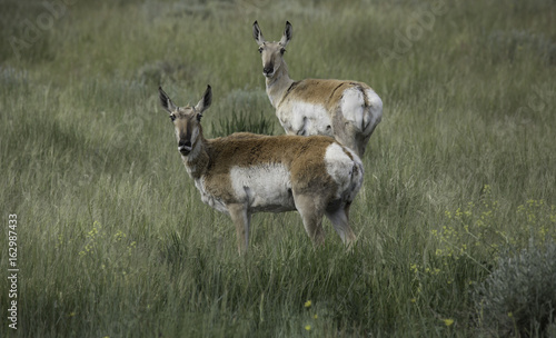 The fastest of them all