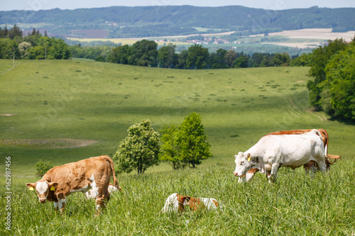 Herd of cows and calves grazing on a green meadow