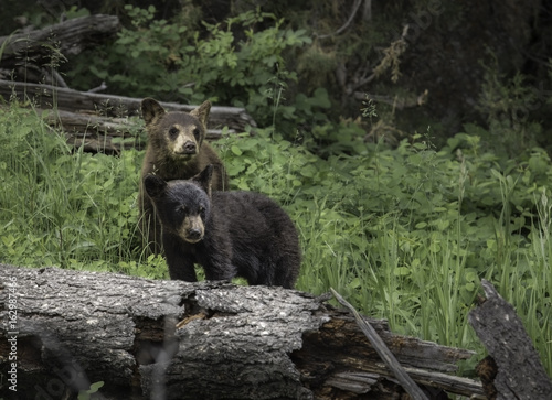 Brothers always Looking