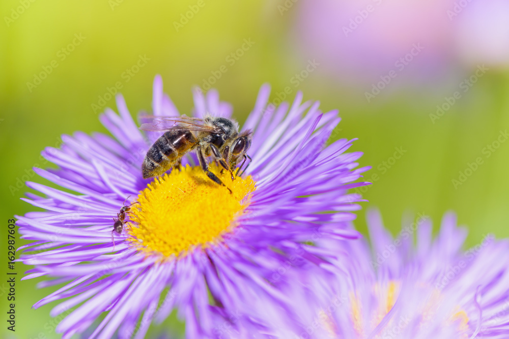 Bee picking pollen on summer flower. Beauty bright natural green background. Bee picking pollen on summer flower. Beauty bright natural green background.