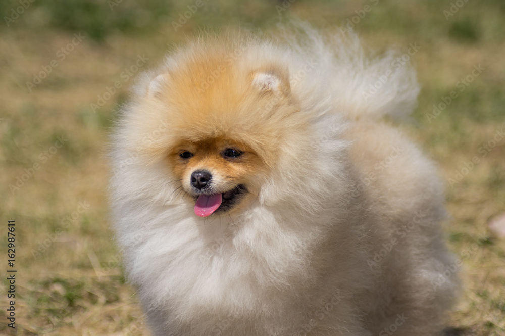 Yellow dog Pomeranian, In full growth, a little from the side. Yellow dog Pomeranian, In full growth, a little from the side.