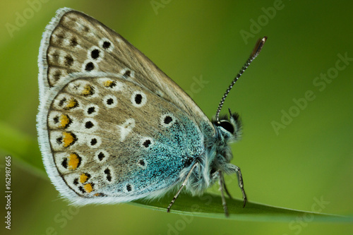 Butterfly Common blue or Polyommatus icarus 