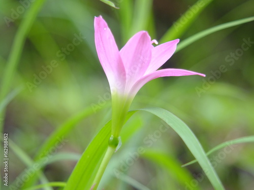 Pink On The Grass