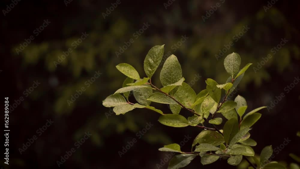 View of green and wet leaves of a tree during rain in the forest View of green and wet leaves of a tree during rain in the forest
