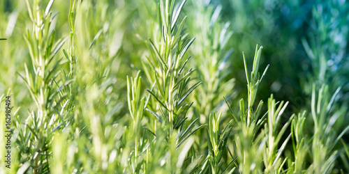 Rosemary plant, agriculture and gardening concepts