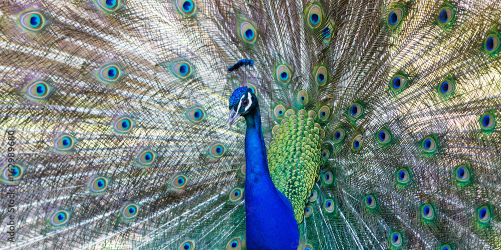 Fototapeta premium Beautiful peacock close portrait, vibrant colors
