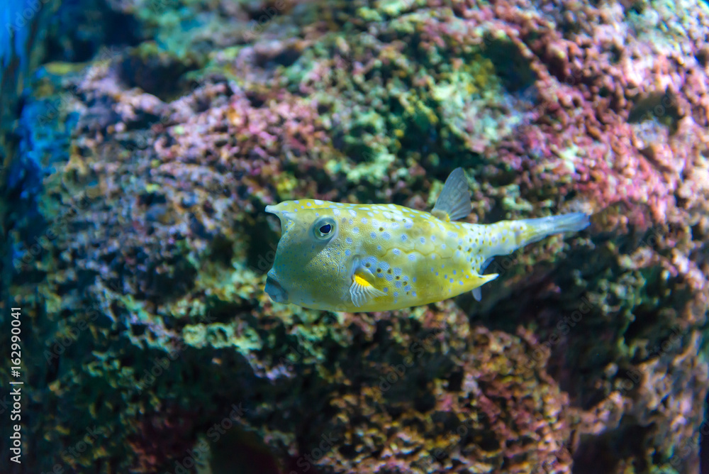 White-spotted puffer (Arothron hispidus). Marine fish in blue water