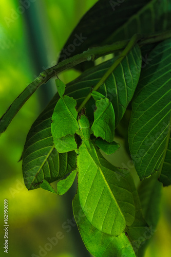 Pulchifolium leaf photo