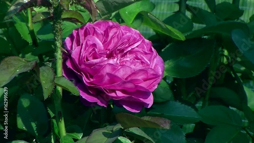 Eine Blüte der lila Rose 