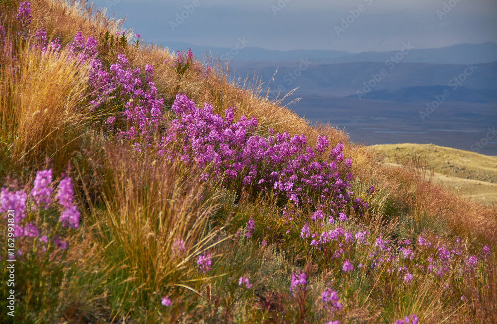 Beautiful flowers in the field. Sunset in the steppe, a beautiful evening sky with clouds, plato Ukok, no one around, Altai, Siberia, Russia Beautiful flowers in the field. Sunset in the steppe, a beautiful evening sky with clouds, plato Ukok, no one around, Altai, Siberia, Russia