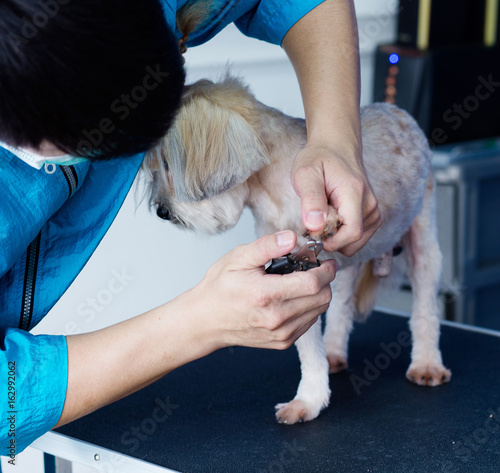 hands using pet clippers to trim dogs toenails