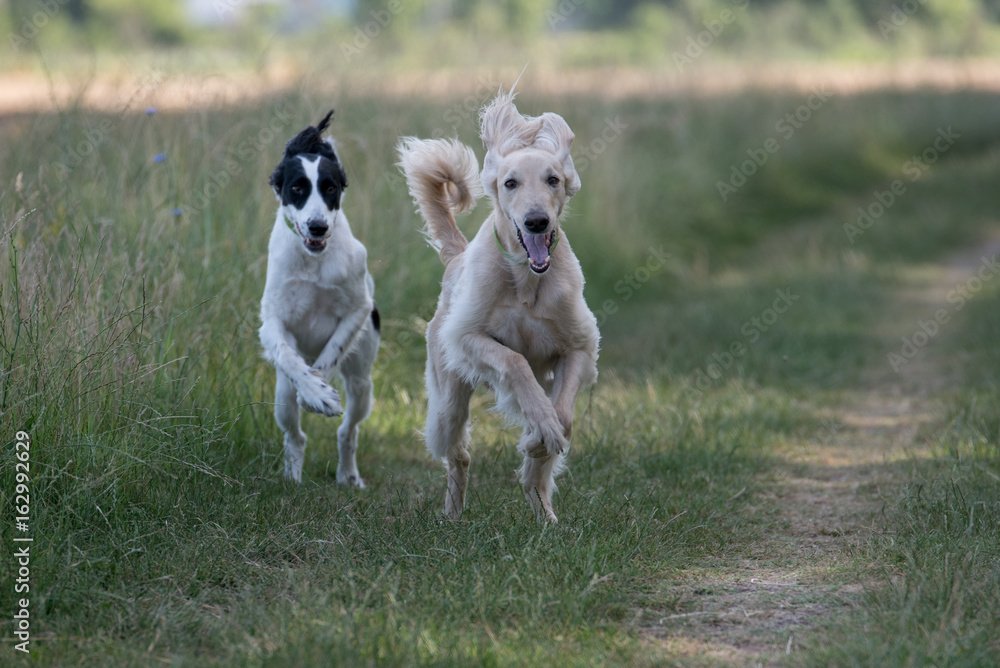 Two Kyrgyzian Sight hound Taigan dogs running on the grass Two Kyrgyzian Sight hound Taigan dogs running on the grass
