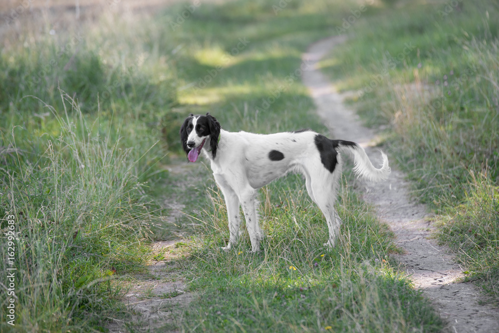 Kyrgyzian  Sight hound Taigan dog sitting on the green grass