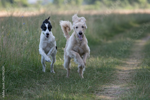 Two Kyrgyzian  Sight hound Taigan dogs running on the grass photo