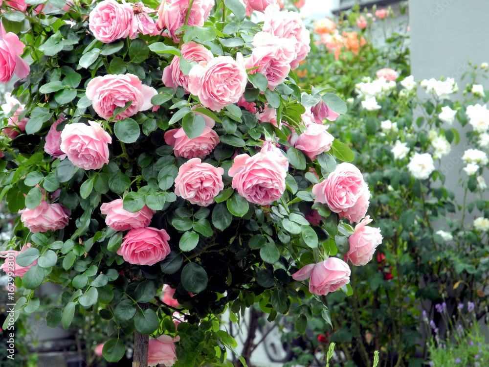 Fototapeta premium rosa Kletterrosen