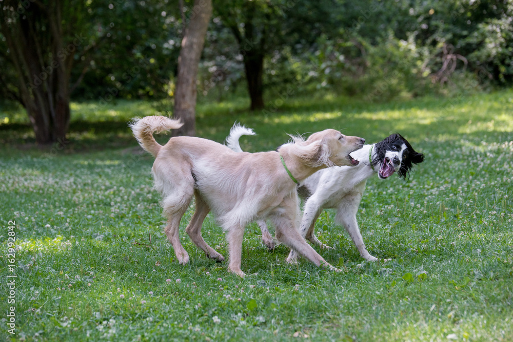 Kyrgyzian  Sight hound Taigan dog running on the grass.