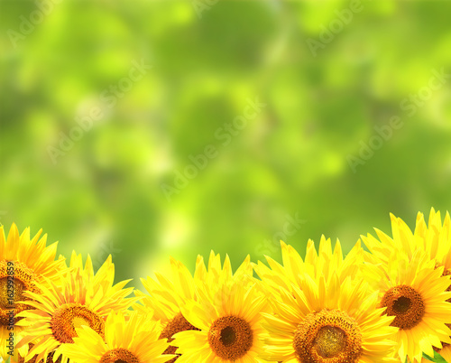 Fototapeta Naklejka Na Ścianę i Meble -  Sunflowers on blurred green background