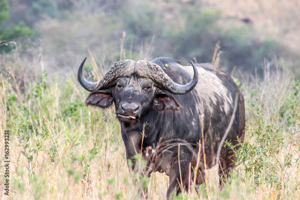 African buffalo ( Syncerus caffer ) African buffalo ( Syncerus caffer )