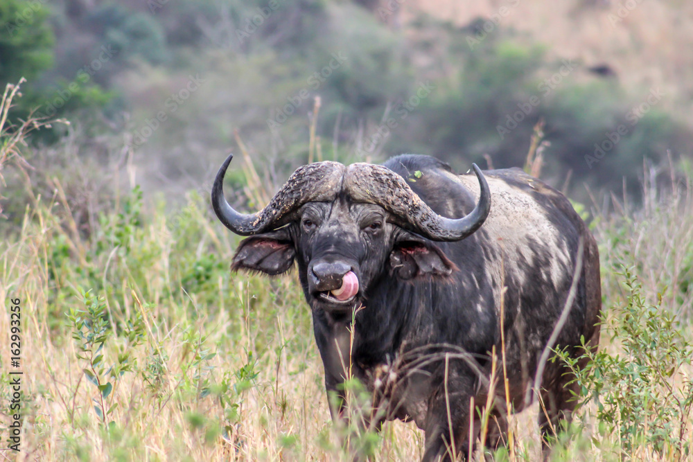 African buffalo ( Syncerus caffer )