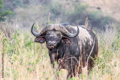 African buffalo ( Syncerus caffer ) © Riaan Albrecht