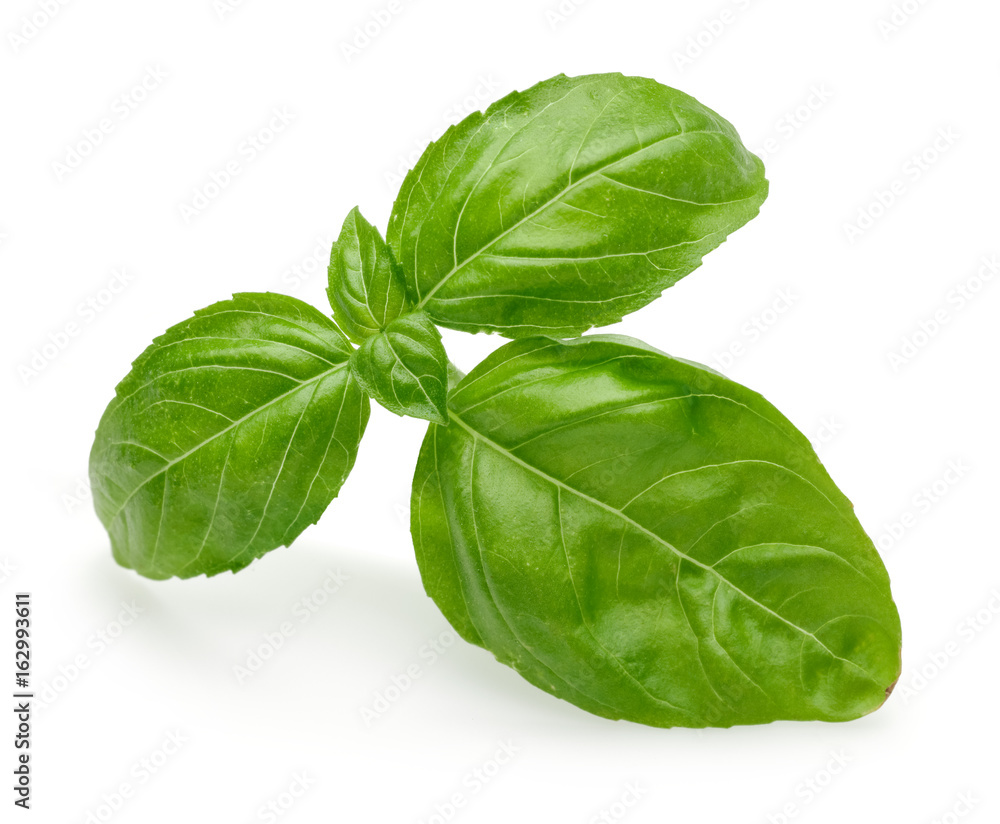Fototapeta premium Basil